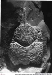 Historisches Foto von Cracensigillatus acutirostris (Moericke, 1889) (NHMW-AFW-GEO-BACHMAYER-FOTO-1990-0041-3507)